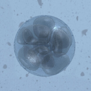显微镜下的多细胞胚胎