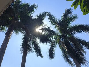 阳光下的高大棕榈树