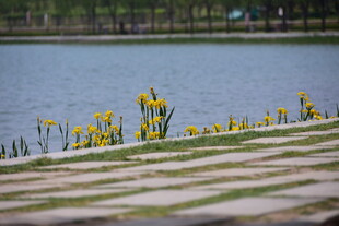 湖畔黄花装点石砌步道