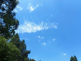 蓝天绿树间的清新景致