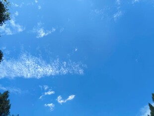 蓝天绿树间的白云