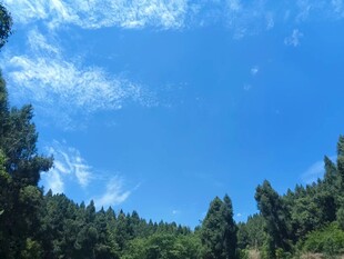 蓝天绿树自然风光图