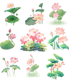 水彩荷花