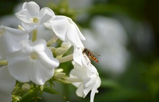 蜜蜂采蜜于白色花朵间