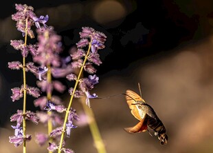 蜂鸟鹰蛾花间飞舞