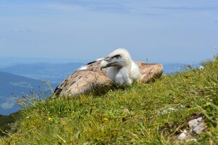 草地上休憩的可爱海鸟