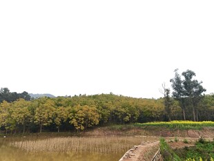 田野风光 绿意盎然的景致