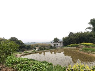 乡村池塘边的自然景致
