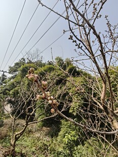 树枝缠绕电线的自然景象