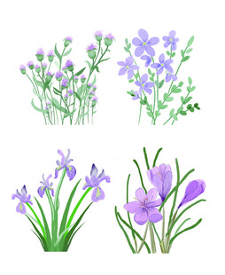 紫色花卉植物插画集合