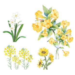手绘清新花卉组合插画