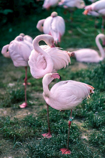 草地上的粉色火烈鸟