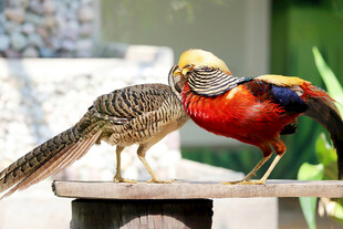 两只色彩艳丽的珍稀鸟类
