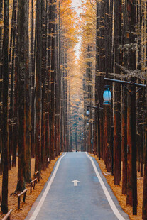 秋日林间公路风景