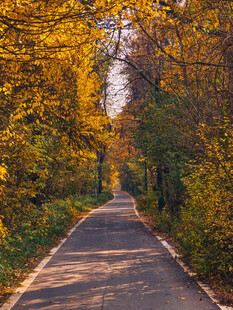 秋日林间小路美景