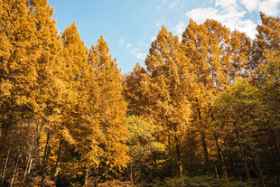 秋日金黄树林美景