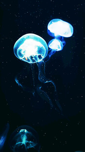 梦幻发光水母在水中摇曳