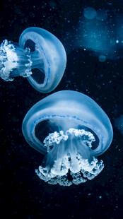 梦幻深海中的水母精灵