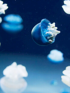 梦幻蓝色水母在水中漂浮