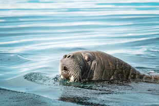 海象水中进食