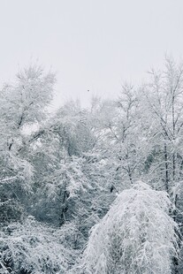 雪覆树林美景