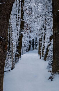 雪覆林间小道