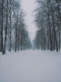 冬日雪林静谧景象