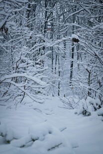 冬日雪覆森林美景