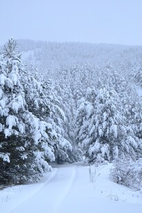冬日雪林小道美景