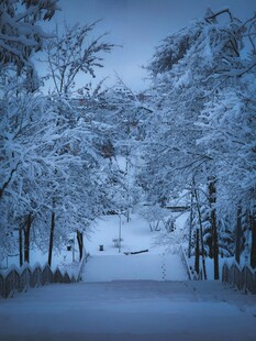 冬日雪景中的静谧林间小道