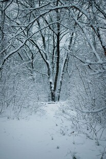 冬日雪覆树林美景