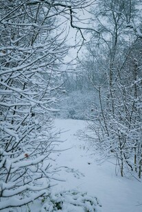 冬日雪覆树林静谧景象