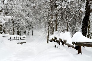雪覆林间长椅的静谧景致