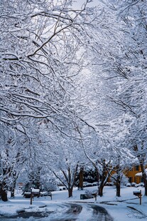 雪覆树林的冬日静谧景象