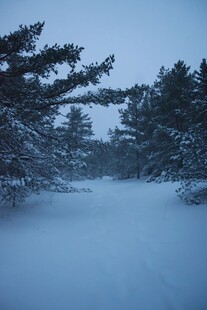 雪后林间雪景图