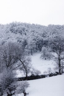 冬日雪景中的静谧树林