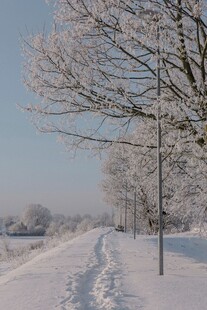 冬日雪覆小路树木银装素裹