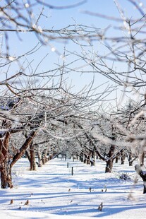 冬日雪覆树林美景
