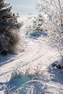 冬日雪景中的林间小道