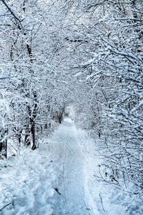 冬日雪覆林间小道