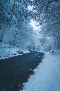 冬日雪覆林间路