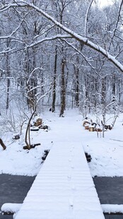 冬日雪覆林间小道