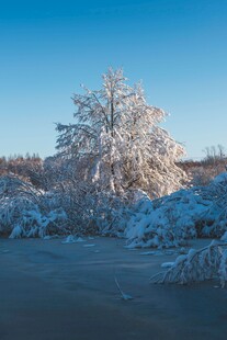 冬日雪景中的银白树木