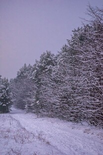 冬日雪覆林间小路