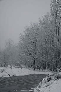 冬日雪景中的静谧树林