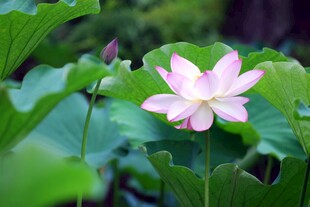 绽放的粉色荷花与绿叶