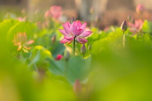 粉色小花绽放于绿叶间