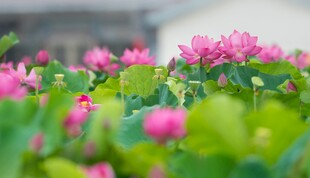 娇艳荷花绽放于绿叶间