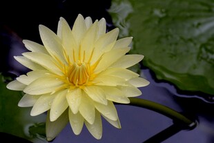 美丽黄色睡莲