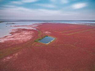 红色湿地景观